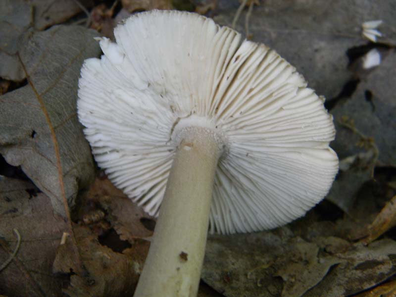 4Gruppo di ritr.del 27.05.2011.bosco di Quercia