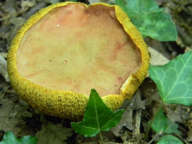 4Gruppo di ritr.del 27.05.2011.bosco di Quercia