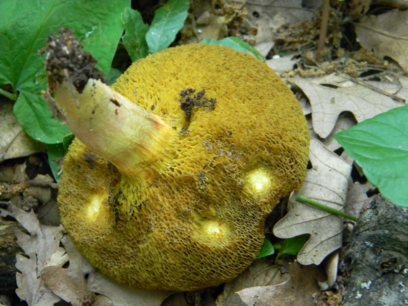 4Gruppo di ritr.del 27.05.2011.bosco di Quercia