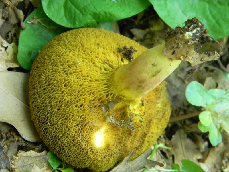 4Gruppo di ritr.del 27.05.2011.bosco di Quercia