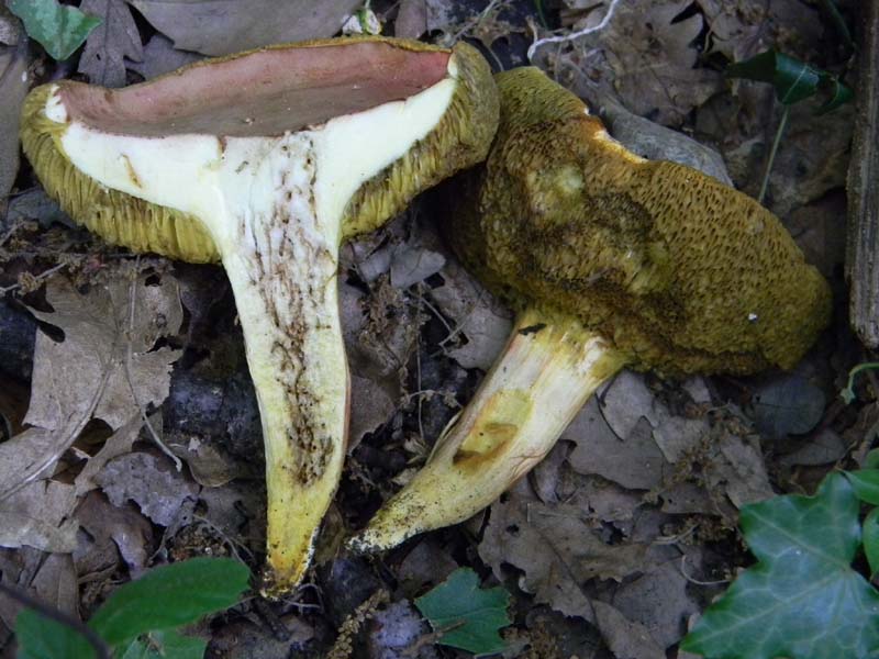 4Gruppo di ritr.del 27.05.2011.bosco di Quercia