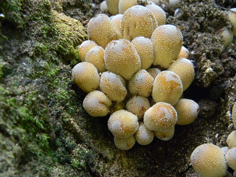 4Gruppo di ritr.del 27.05.2011.bosco di Quercia