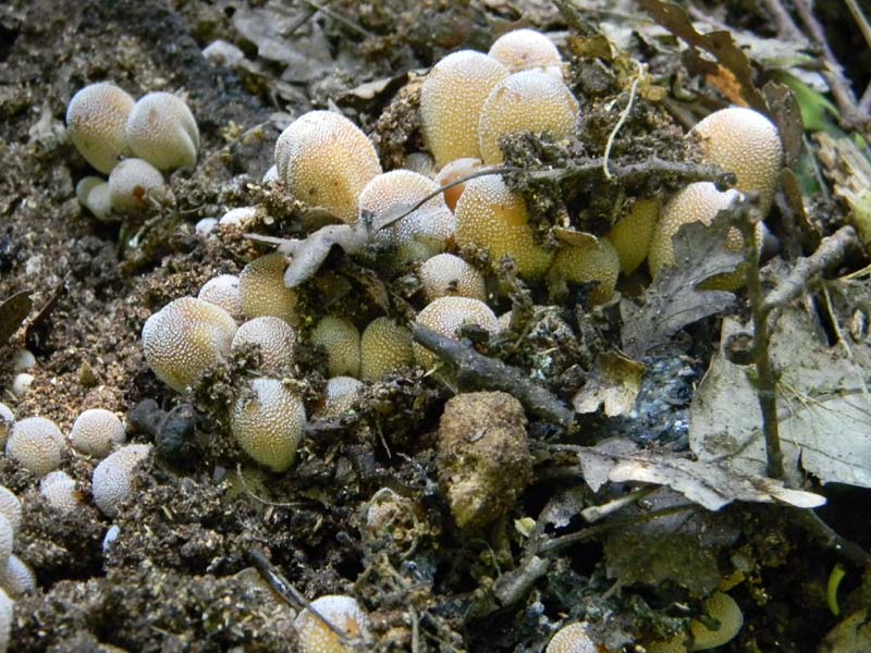 4Gruppo di ritr.del 27.05.2011.bosco di Quercia