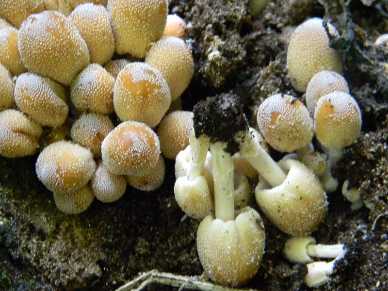 4Gruppo di ritr.del 27.05.2011.bosco di Quercia