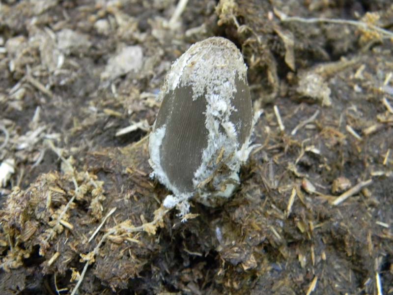 4Gruppo di ritr.del 27.05.2011.bosco di Quercia