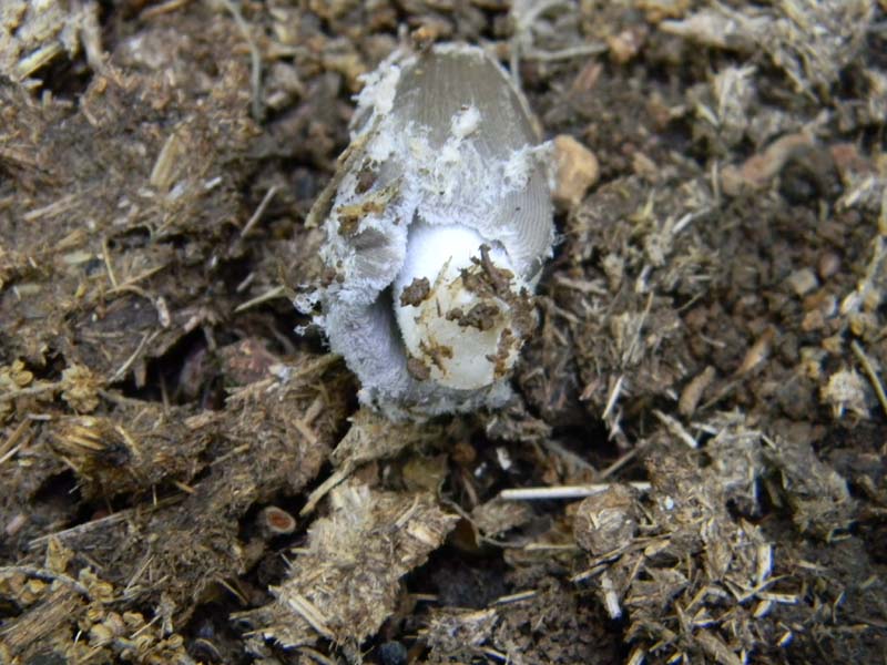 4Gruppo di ritr.del 27.05.2011.bosco di Quercia