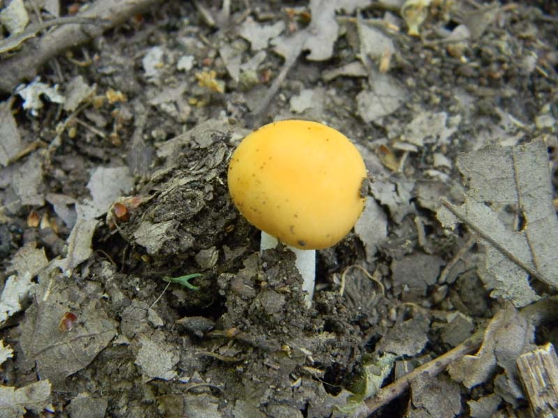 5ultimo gruppo del 27.05.2011.sotto Quercia