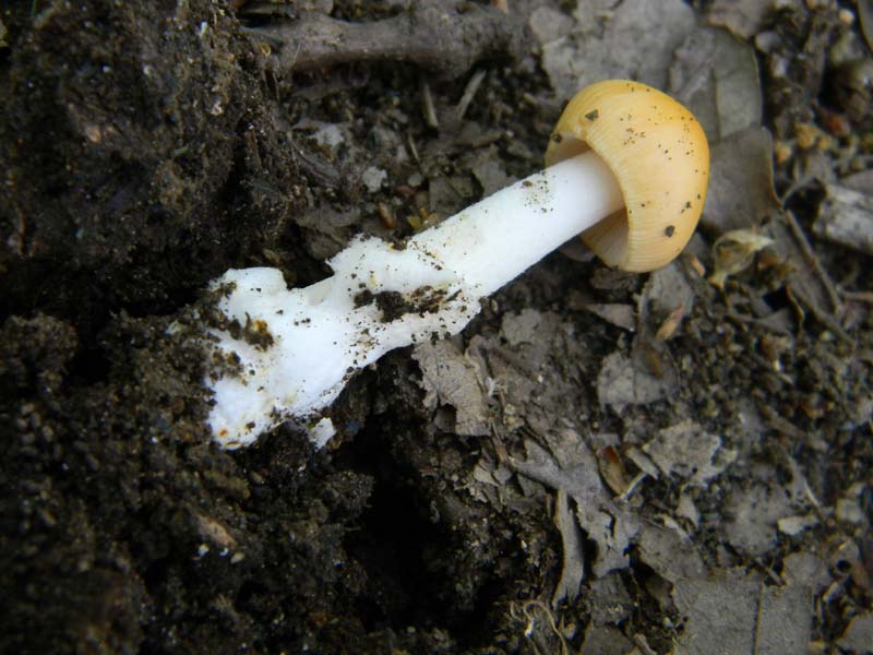 5ultimo gruppo del 27.05.2011.sotto Quercia