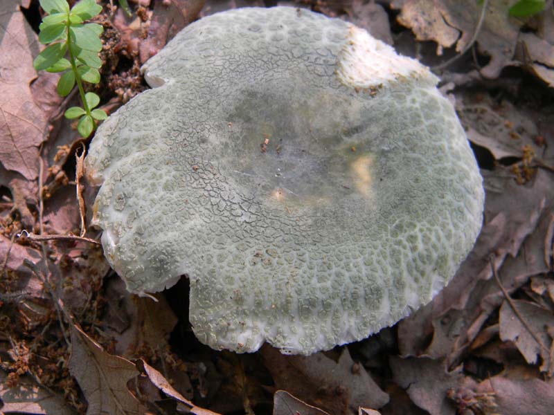 5ultimo gruppo del 27.05.2011.sotto Quercia