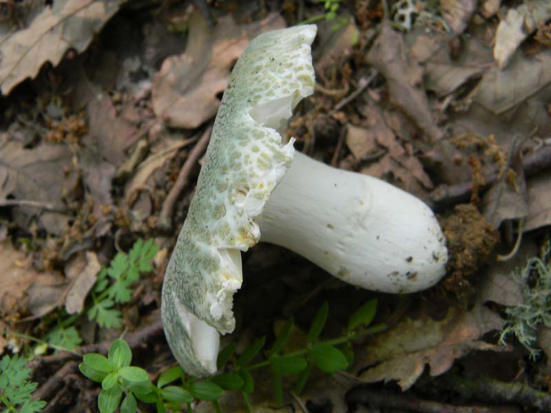 5ultimo gruppo del 27.05.2011.sotto Quercia