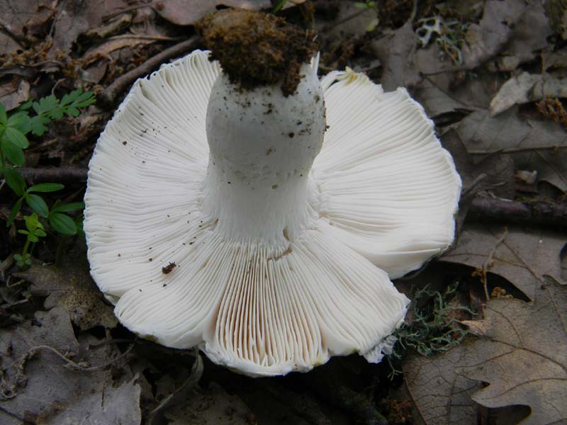 5ultimo gruppo del 27.05.2011.sotto Quercia