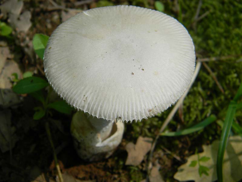 5ultimo gruppo del 27.05.2011.sotto Quercia