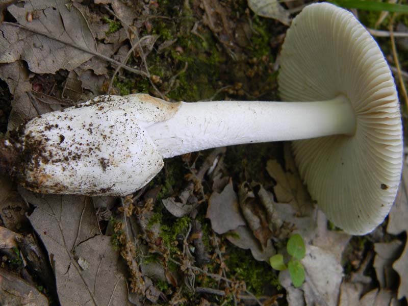 5ultimo gruppo del 27.05.2011.sotto Quercia