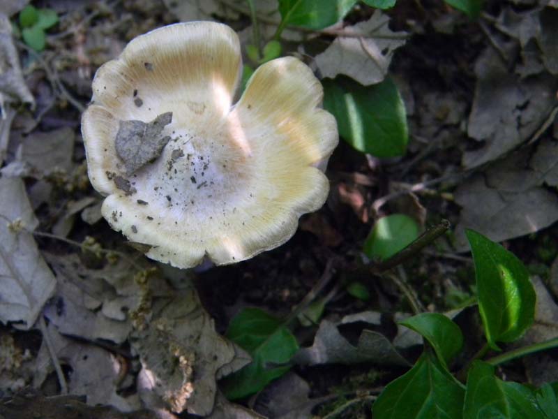 5ultimo gruppo del 27.05.2011.sotto Quercia