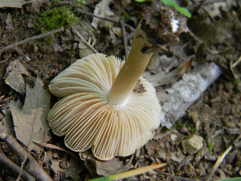 5ultimo gruppo del 27.05.2011.sotto Quercia