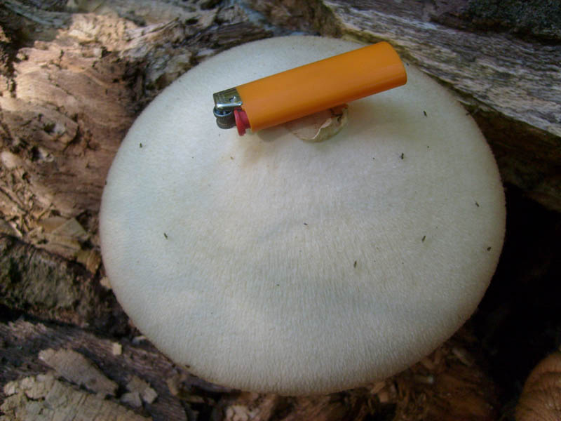 Volvariella bombicyna.