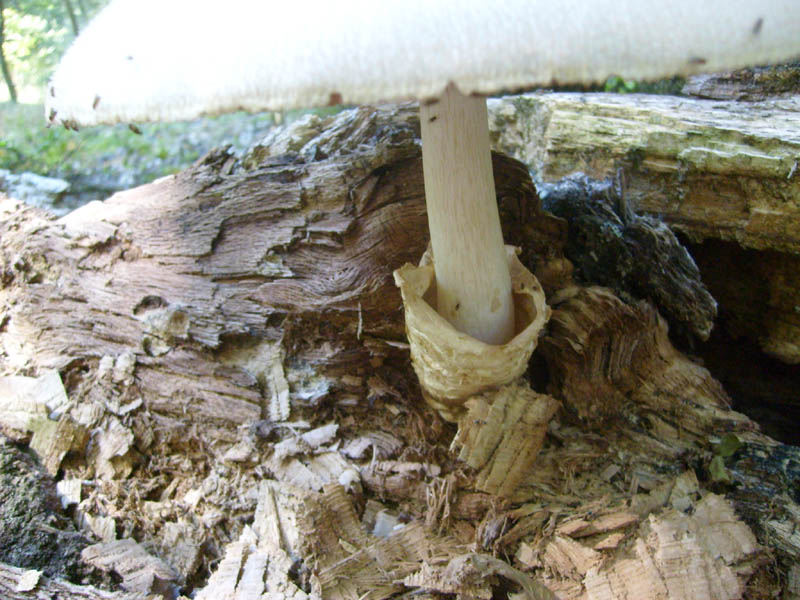 Volvariella bombicyna.