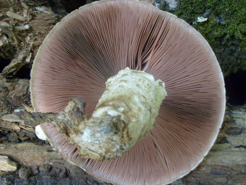 Volvariella bombicyna.