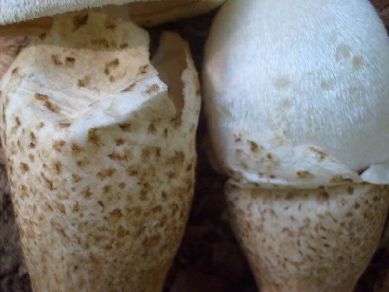 Volvariella bombicyna.