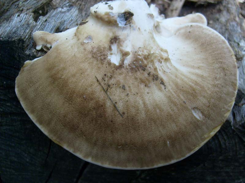 Ritrovamento  del 28.09.2010.bosco di latifoglia