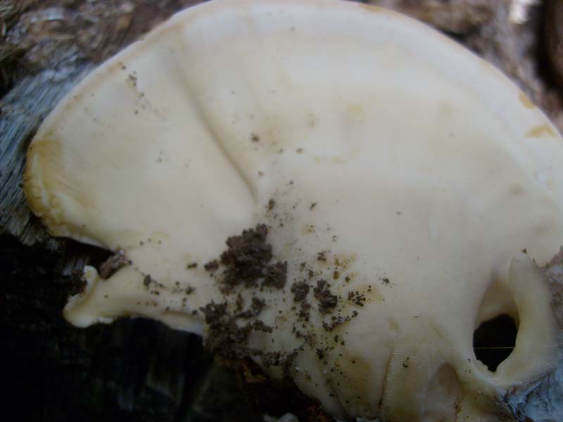 Ritrovamento  del 28.09.2010.bosco di latifoglia