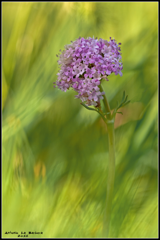 Valeriana sp.
