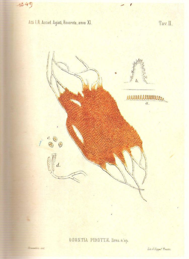 Byssomerulius pirottae (Bres.) Hjortstam
