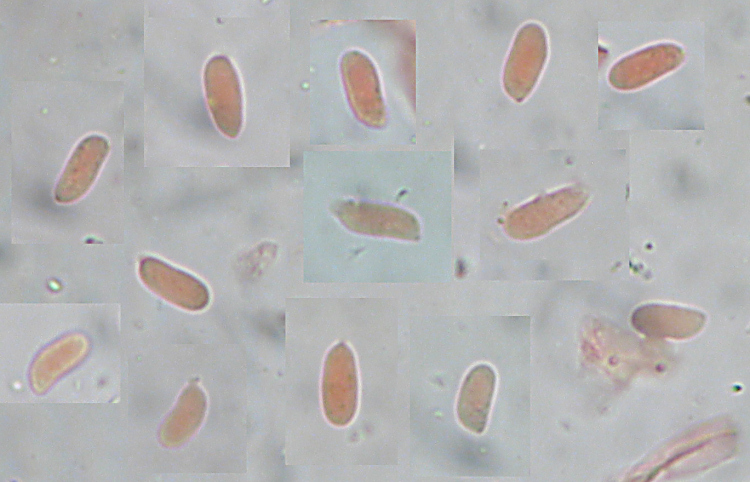 Phanerochaete queletii (Bres.) Nakasone (Esame del typus)