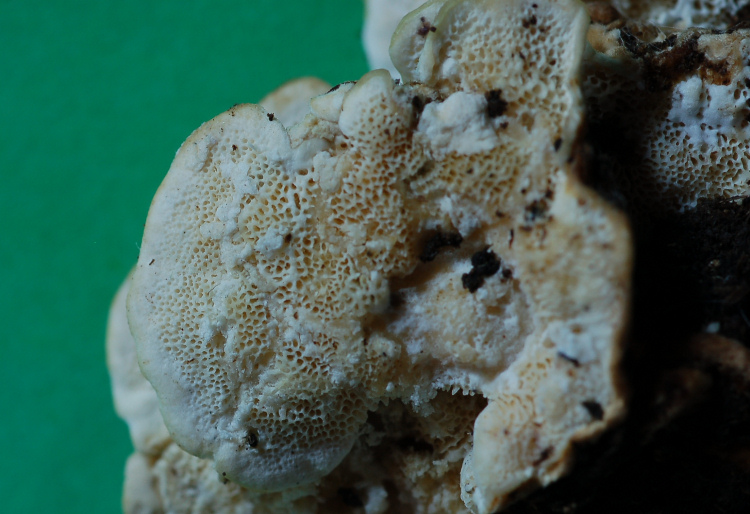 Uno Stereum forse? (Trametes versicolor)