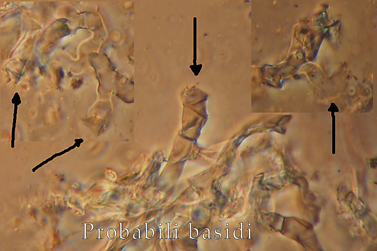 Botryobasidium aureum e il suo anamorfo Haplotrichum aureum