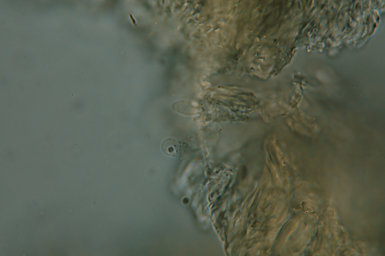 Miniera di Gambatesa 28