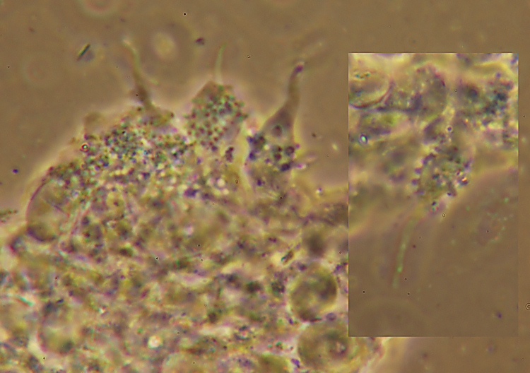 Miniera di Gambatesa 35