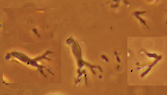 Guardate quant''è rossa - foto 9707 (Hymenochaete cruenta)