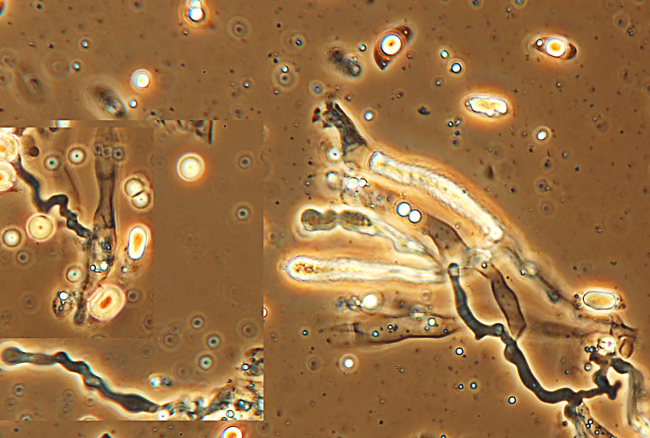 Plasmodio vs Phanerochaete?-foto3517(Hyphoderma roseocremeum