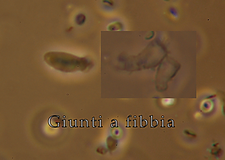 Miniera di Gambatesa 28