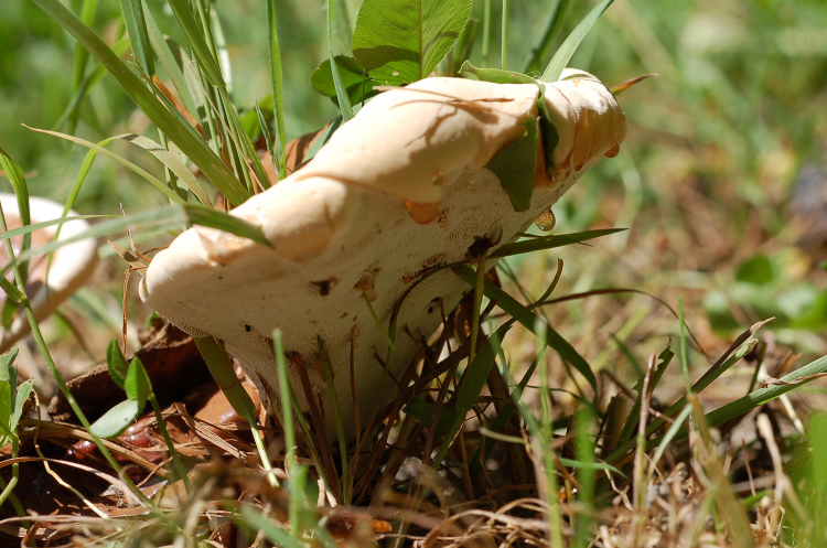 fungo coriaceo (crescita di Ganoderma sp.)