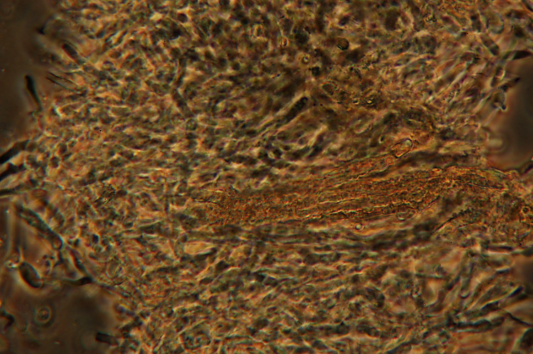 Su rametto di salice - foto 3279 (Hyphodermella corugata)