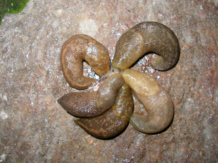 Un rito? Limacus flavus con preda