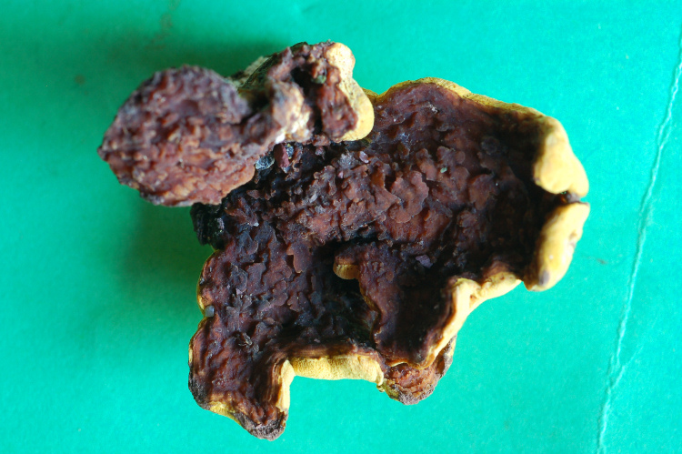 Miniera di Gambatesa 28