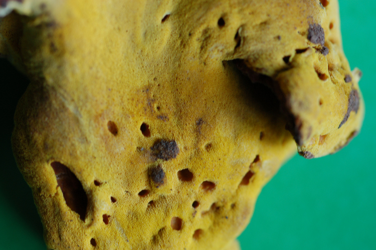 Miniera di Gambatesa 28