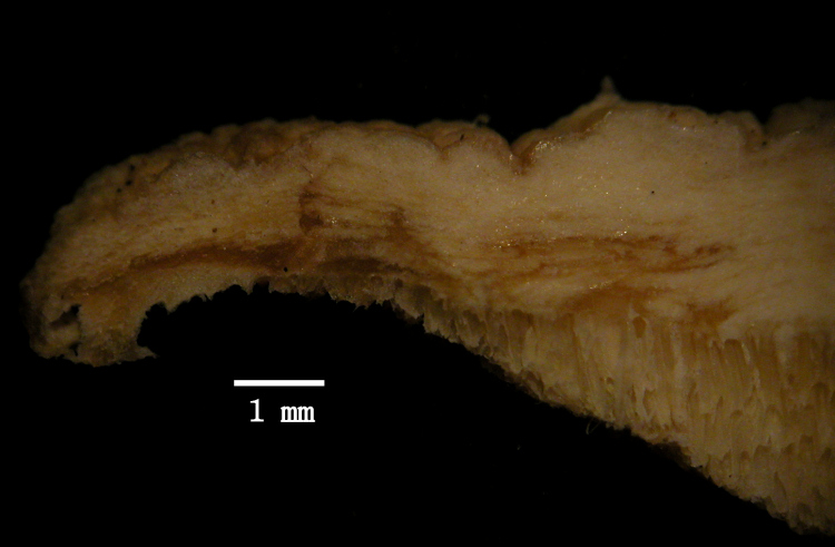 Aiuto su 2 specie - Ritr. 2 (Tyromyces chioneus)