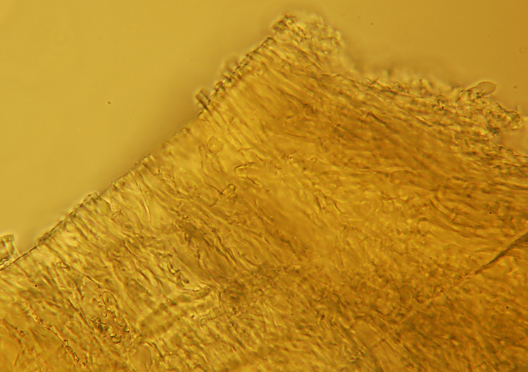 Miniera di Gambatesa 28