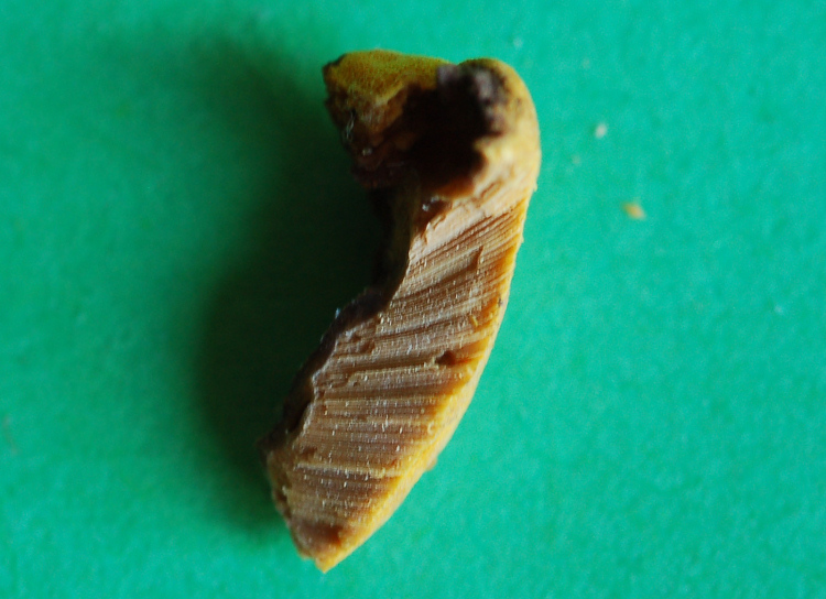 Miniera di Gambatesa 28