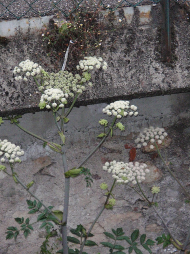 Angelica sylvestris