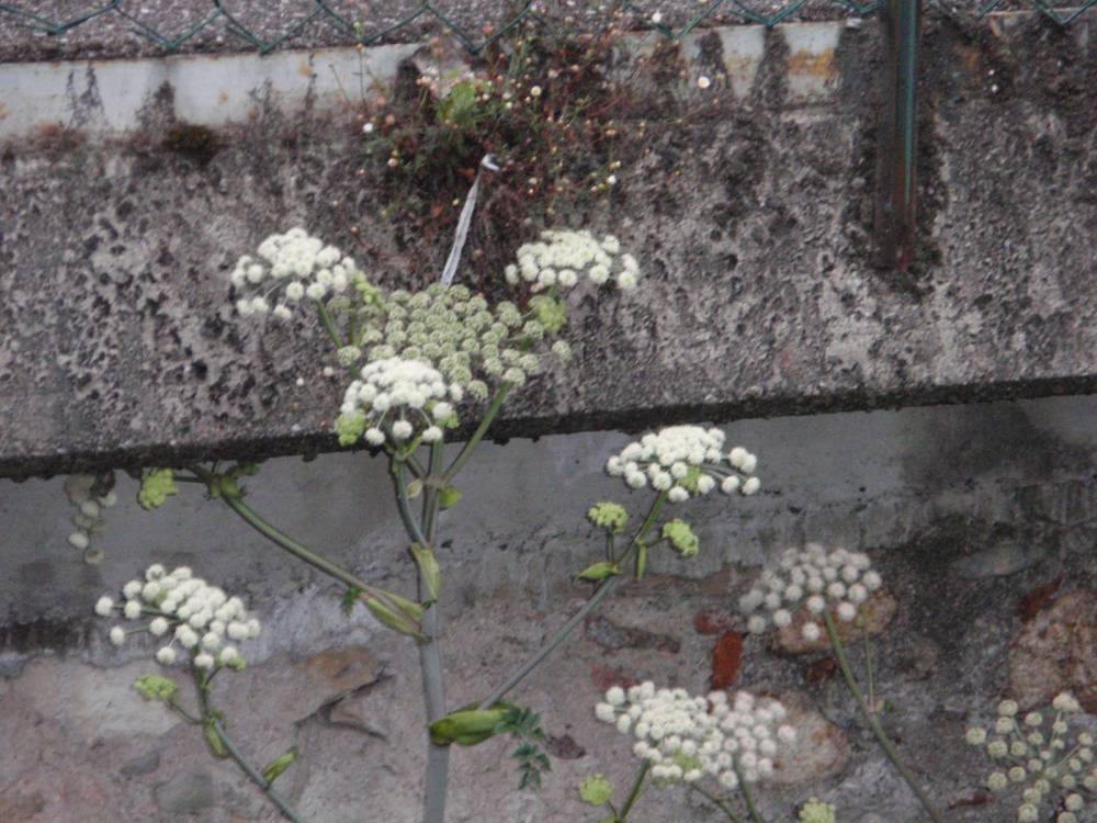 Angelica sylvestris