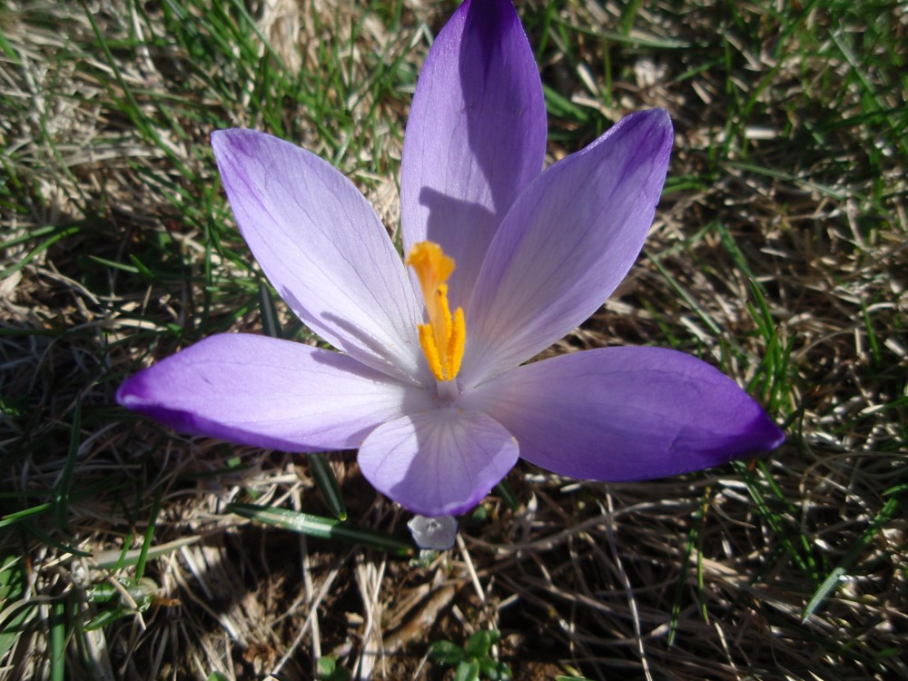 Crocus sulla via Francigena - Crocus neglectus