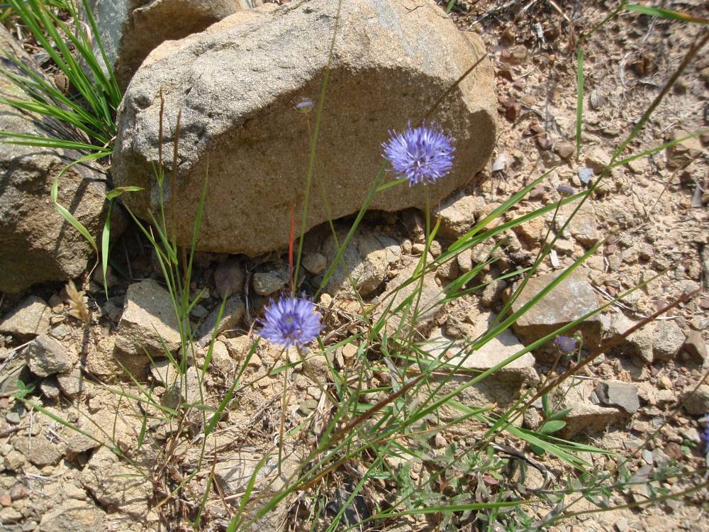 Jasione montana / Vedovella annuale