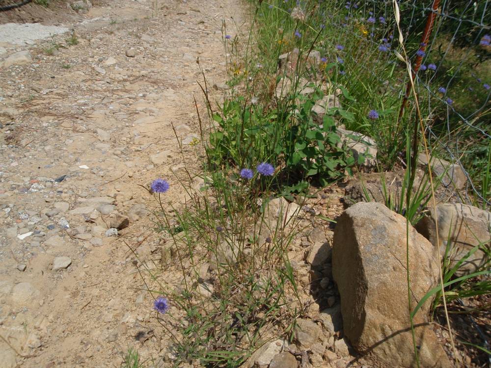 Jasione montana / Vedovella annuale