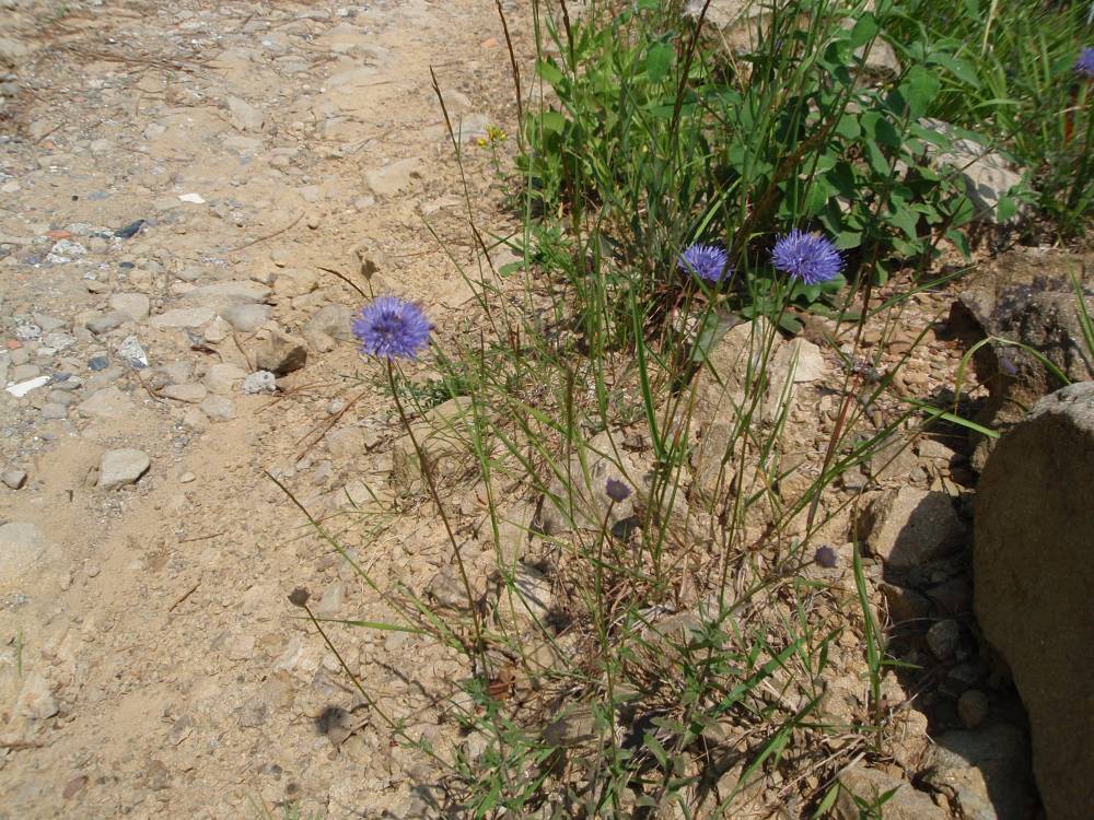 Jasione montana / Vedovella annuale