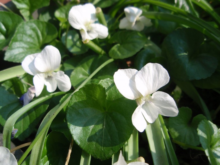 Viola sororia (/ Viola sorella